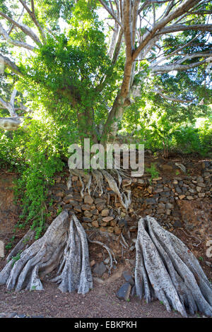 Alloro delle Azzorre, Azorian alloro, Alloro delle Canarie, Canarie di alloro (Laurus azorica, Laurus canariensis), vecchio albero con ampie radici cresciute ito un muro di pietra naturale, Spagna, Canarie, Los Realojos Foto Stock