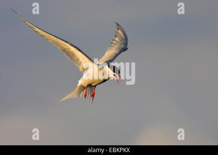 Arctic Tern (sterna paradisaea), in volo, Regno Unito, Scozia, Fair Isle, Shetland-Inseln Foto Stock