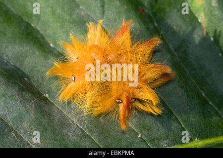 Sycamore tarma (Acronicta aceris), Caterpillar su una foglia, Germania Foto Stock