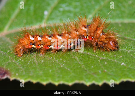 Nodo (erba Acronicta rumicis, Apatele rumicis), Caterpillar su una foglia, Germania Foto Stock