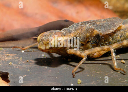 Darners, grandi libellule (Aeshnidae), larva, Germania Foto Stock