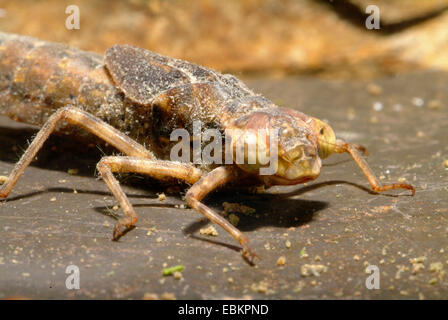 Darners, grandi libellule (Aeshnidae), larva, Germania Foto Stock