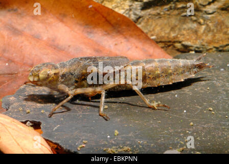 Darners, grandi libellule (Aeshnidae), larva, Germania Foto Stock