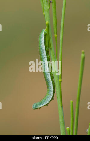 Arancio-punta (Anthocharis cardamines), Caterpillar a un germoglio, Germania Foto Stock