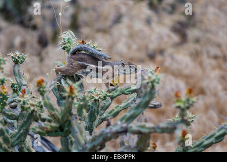 Harris di antilopi scoiattolo (Ammospermophilus harrisii), sul Buckhorn Cholla, USA, Arizona, Phoenix Foto Stock