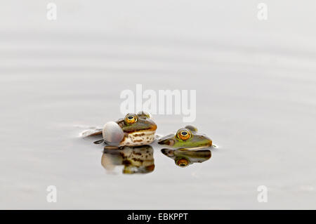 Unione rana verde, comune rana verde (Rana kl. esculenta, Rana esculenta, Pelophylax esculentus), giovane seduto in acque poco profonde durante la stagione di accoppiamento maschio mostra vocal sacs, Germania Foto Stock