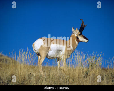 Pronghorn (Antilocapra americana), in piedi su erba secca Foto Stock