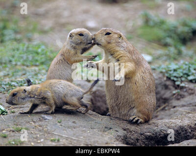 Nero-tailed cane della prateria, pianure prairie dog (Cynomys ludovicianus), con animali giovani in den Foto Stock