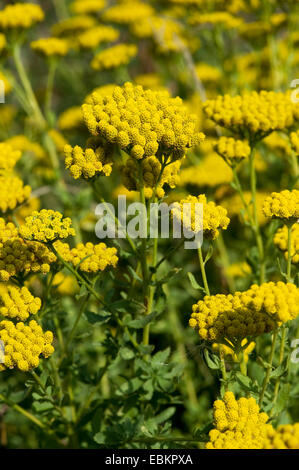 English macis (Achillea ageratum), fioritura Foto Stock