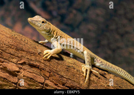 Fringe-dita Lizard (Acanthodactylus scutellatus), su un tronco di albero Foto Stock