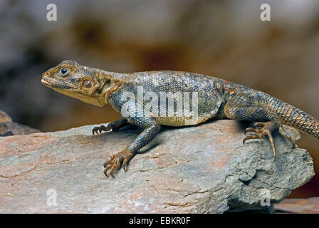 Agama comune, Red-headed rock AGAMA SA (AGAMA AGAMA SA), su una pietra Foto Stock