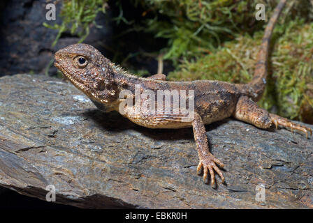 Massa AGAMA SA (AGAMA SA aculeata), su una pietra Foto Stock