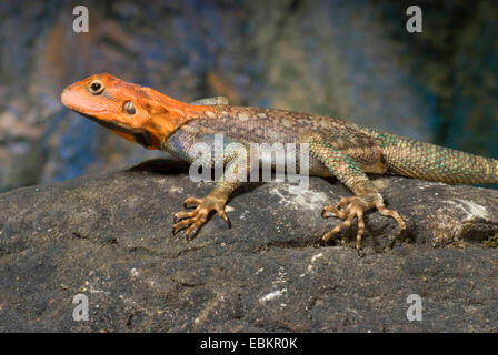 Agama comune, Red-headed rock AGAMA SA (AGAMA AGAMA SA), maschio Foto Stock