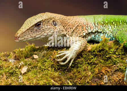 Jungle runner, Comune (ameiva Ameiva ameiva), ritratto Foto Stock