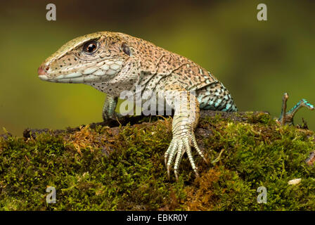 Jungle runner, Comune (ameiva Ameiva ameiva), ritratto Foto Stock