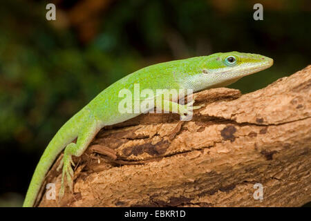 Verde (anole Anolis carolinensis), su un ramo Foto Stock