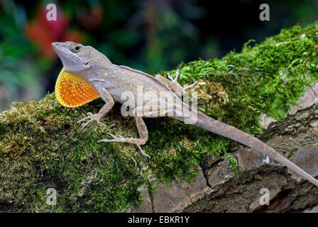 Anole marrone, anole cubano (Anolis sagrei, Norops sagrei), maschio Foto Stock