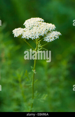 Cremoso yarrow (Achillea nobilis), fioritura Foto Stock