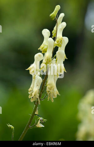 Wolfsbane giallo (Aconitum lycoctonum ssp. vulparia, Aconitum vulparia), infiorescenza, in Germania, in Baviera Foto Stock