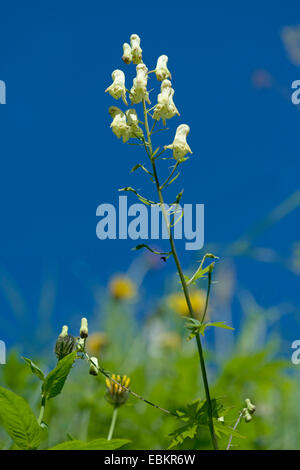 Wolfsbane giallo (Aconitum lycoctonum ssp. vulparia, Aconitum vulparia), fioritura, in Germania, in Baviera Foto Stock