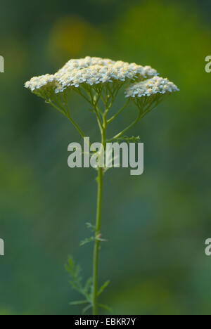 Cremoso yarrow (Achillea nobilis), fioritura Foto Stock