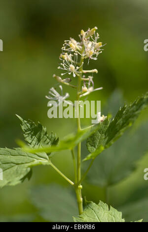 Baneberry (Actaea spicata), fioritura, Germania Foto Stock