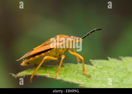 Nero-spallamento bug di protezione (Carpocoris purpureipennis), seduta su una foglia, Germania Foto Stock