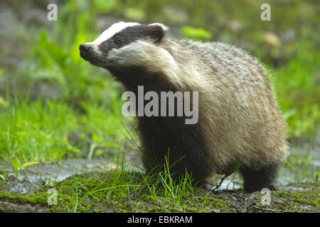 Il vecchio mondo badger, Eurasian badger (Meles meles), in piedi sulla roccia di muschio, Svezia Foto Stock