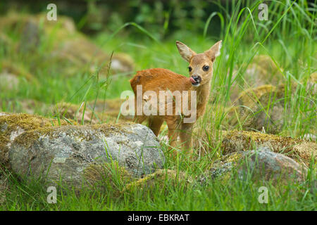 Il capriolo (Capreolus capreolus), fawn in piedi in un prato tra le pietre di muschio, Svezia Foto Stock