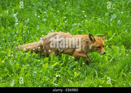 Red Fox (Vulpes vulpes vulpes), a piedi attraverso un prato, Svezia Foto Stock