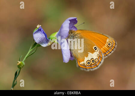 La brughiera di perla (Coenonympha arcania), su un fiore violaceo, Germania Foto Stock