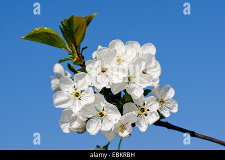 Nana, ciliegia marasca, di ciliege acide (Prunus cerasus 'Vowi', Prunus cerasus Vowi), cultivar Vowi, fioritura, Germania