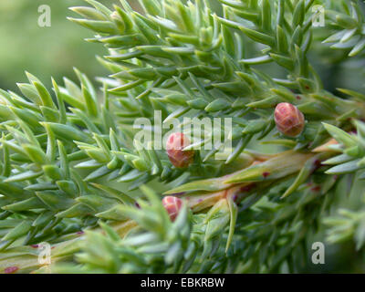 Nana giapponese di ginepro (Juniperus procumbens " nana", Juniperus procumbens Nana), fiori maschili Foto Stock