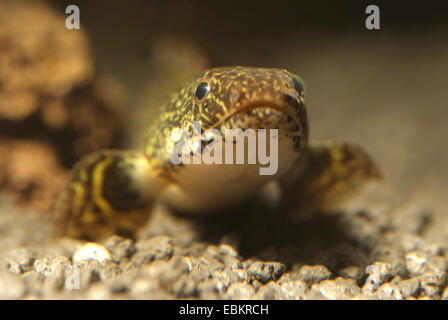 Ornati (bichir Polypterus ornatipinnis), ritratto Foto Stock
