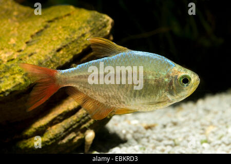 Columbian tetra (Hyphessobrycon columbianus), nuoto Foto Stock