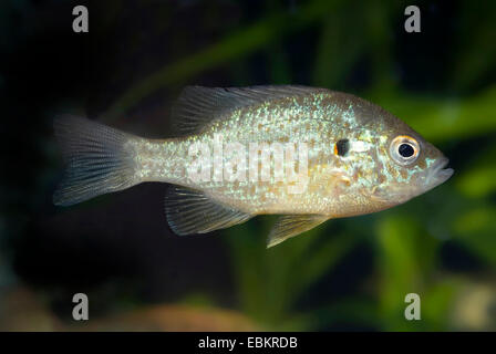 Semi di zucca sunfish, pumpkinseed (Lepomis gibbosus), a piena lunghezza ritratto Foto Stock