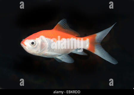 Goldfish, carpa comune, rosso e hite Sarassa Comet (Carassius auratus), forma di allevamento Comet Sarassa red & withe Foto Stock