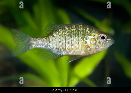 Semi di zucca sunfish, pumpkinseed (Lepomis gibbosus), a piena lunghezza ritratto Foto Stock