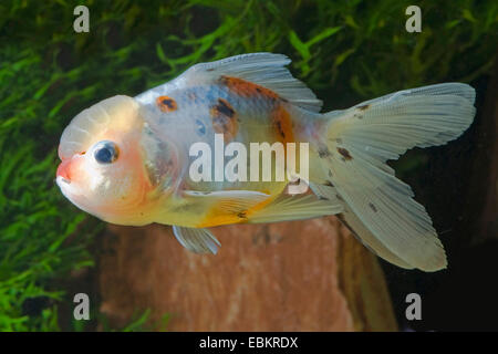 Goldfish, carpa comune, Lionhead Goldfish (Carassius auratus), forma di allevamento Lionhead Foto Stock