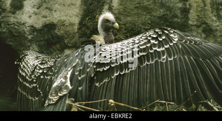 Rueppell il grifone, Rueppells grifone (Gyps rueppelli), con ali teso Foto Stock