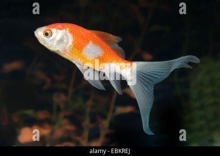 Goldfish, carpa comune, rosso e hite Sarassa Comet (Carassius auratus), forma di allevamento Comet Sarassa red & withe Foto Stock