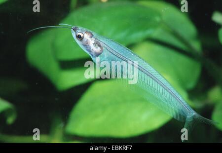 Pesce gatto di vetro, ghost catfish (Kryptopterus bicirrhis) Foto Stock