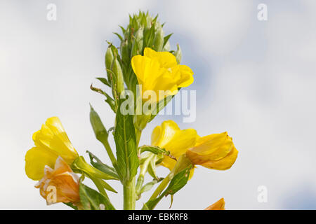 Enagra (Oenothera biennis), infiorescenza, Germania Foto Stock