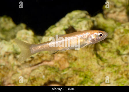 Fathead minnow (Pimephales promelas), nuoto Foto Stock