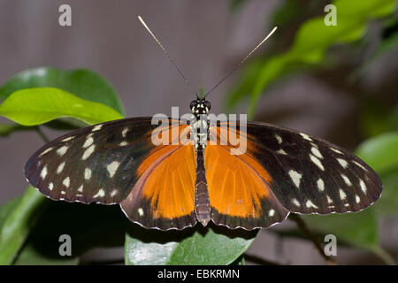 Hecales longwing, passioni flower butterfly (Heliconius hecale), seduta su una foglia, 1 Foto Stock