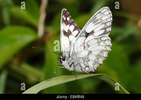 In marmo bianco (Melanargia galathea), seduti su una foglia di erba, Germania Foto Stock