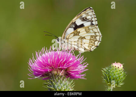 In marmo bianco (Melanargia galathea), seduto su un thistle succhiare il nettare, Germania Foto Stock