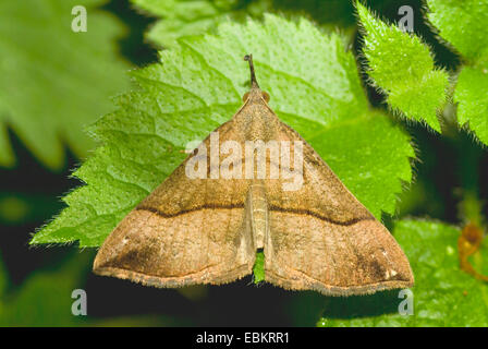 Muso comune (Hypena proboscidalis), seduta su una foglia, Germania Foto Stock