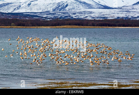 Nodo rosso (Calidris canutus), la migrazione di nodi, Norvegia, Troms, Tromsoe Foto Stock