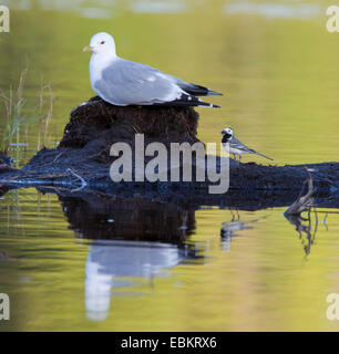 Mew gull (Larus canus), con pied wagtail, Norvegia, Troms, Tromsoe Foto Stock